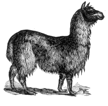 llama